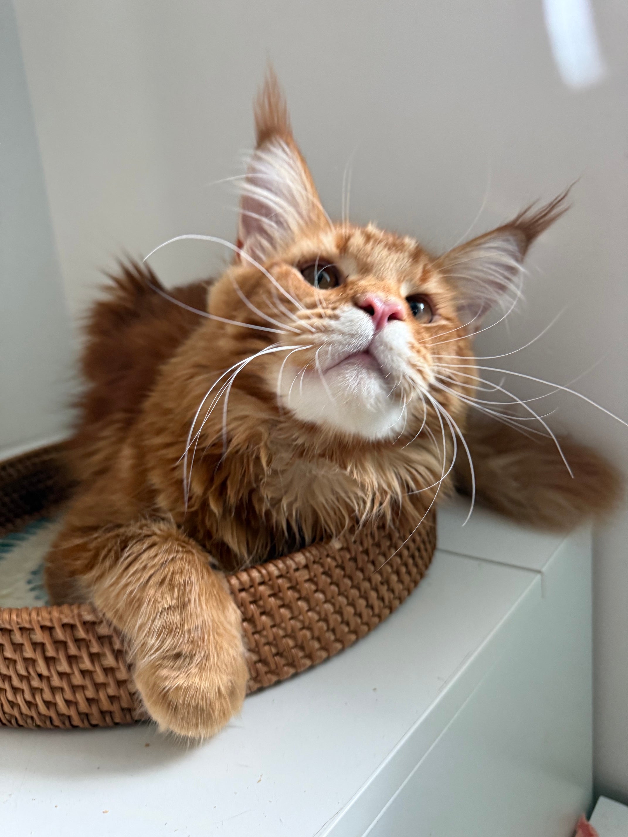 Red Maine Coon male  - special needs / Located in Ottawa area
