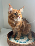 Load image into Gallery viewer, Red Maine Coon male  - special needs / Located in Ottawa area
