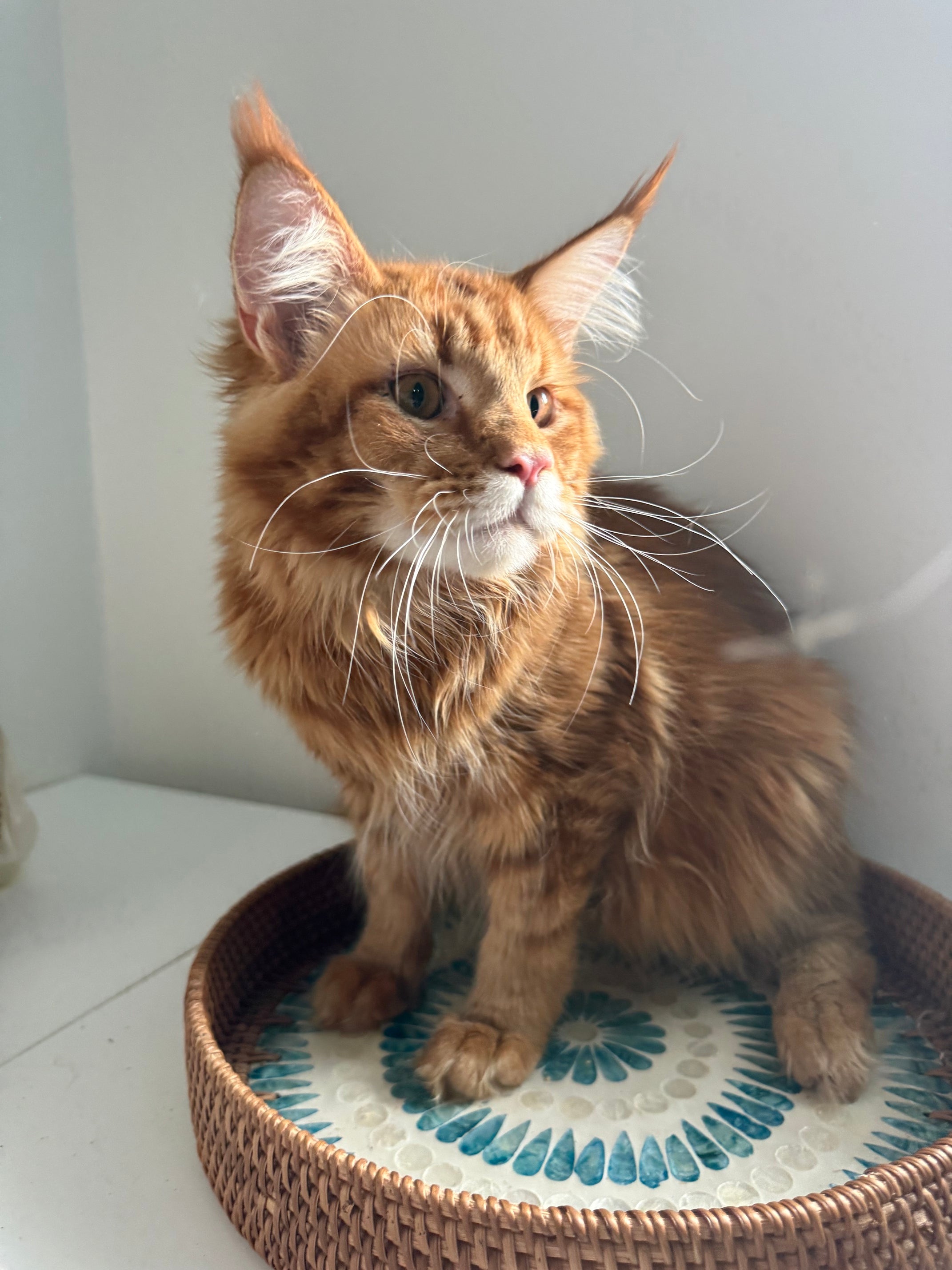 Red Maine Coon male  - special needs / Located in Ottawa area