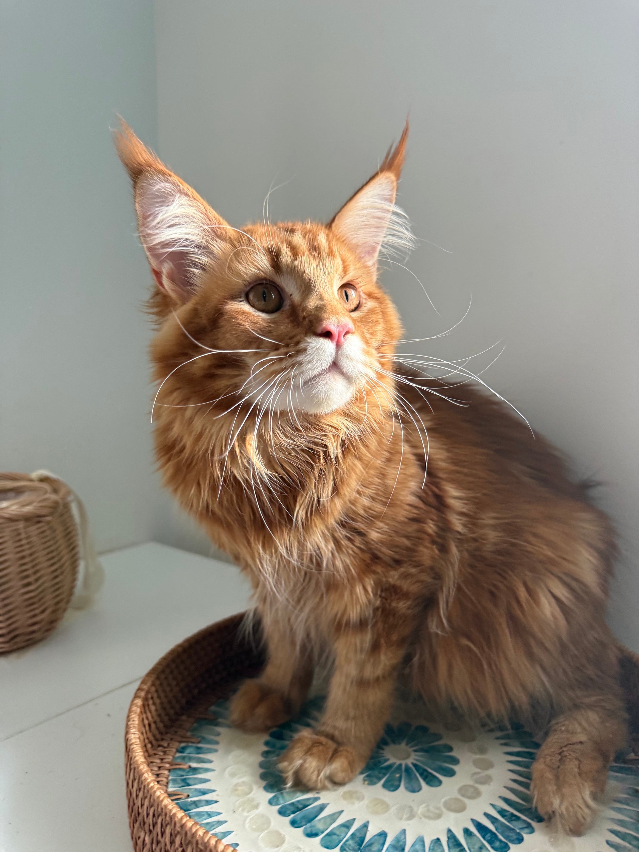 Red Maine Coon male  - special needs / Located in Ottawa area