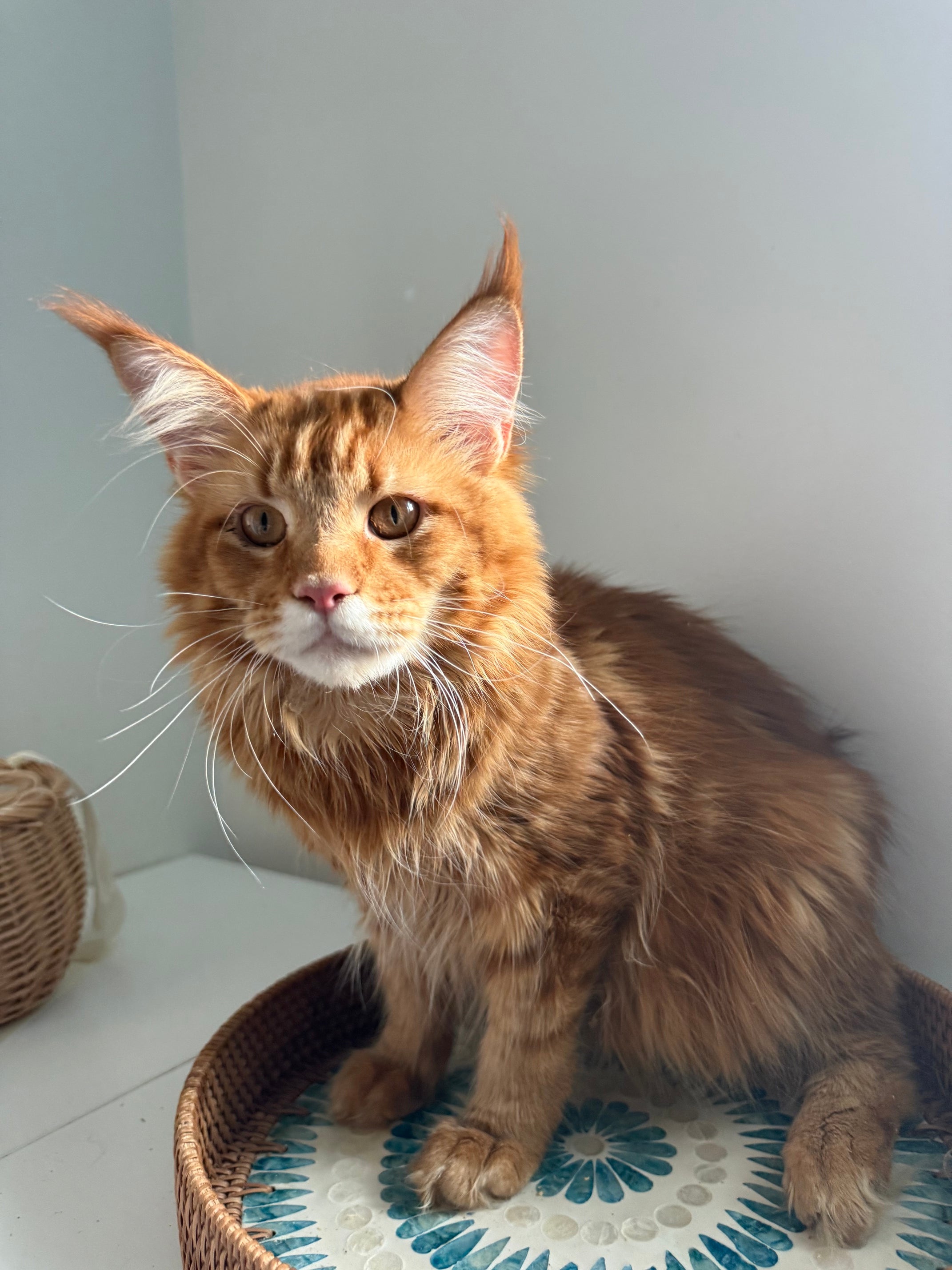 Red Maine Coon male  - special needs / Located in Ottawa area