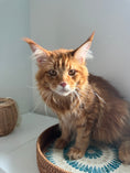 Load image into Gallery viewer, Red Maine Coon male  - special needs / Located in Ottawa area
