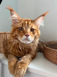 Load image into Gallery viewer, Red Maine Coon male  - special needs / Located in Ottawa area
