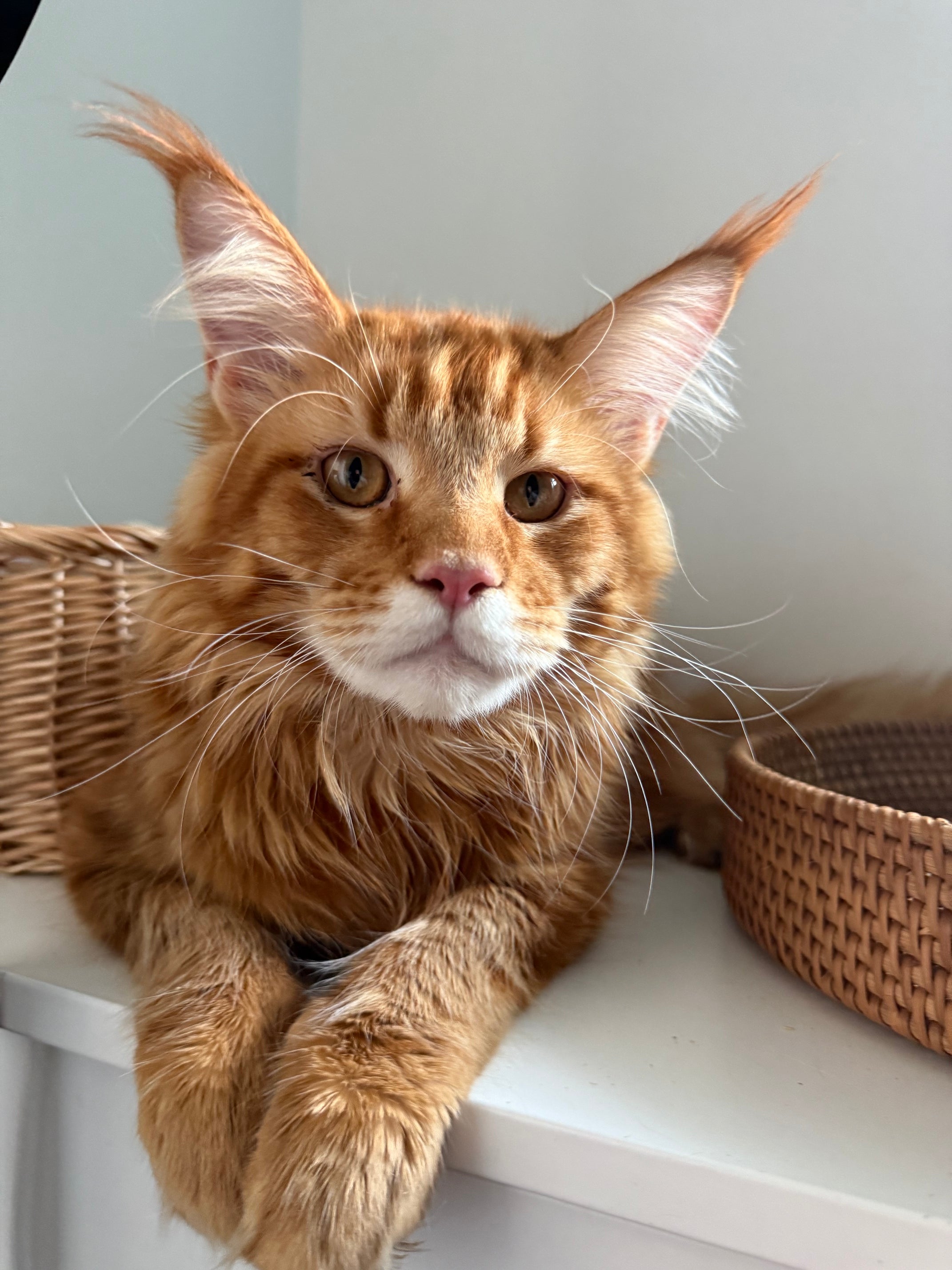 Red Maine Coon male  - special needs / Located in Ottawa area