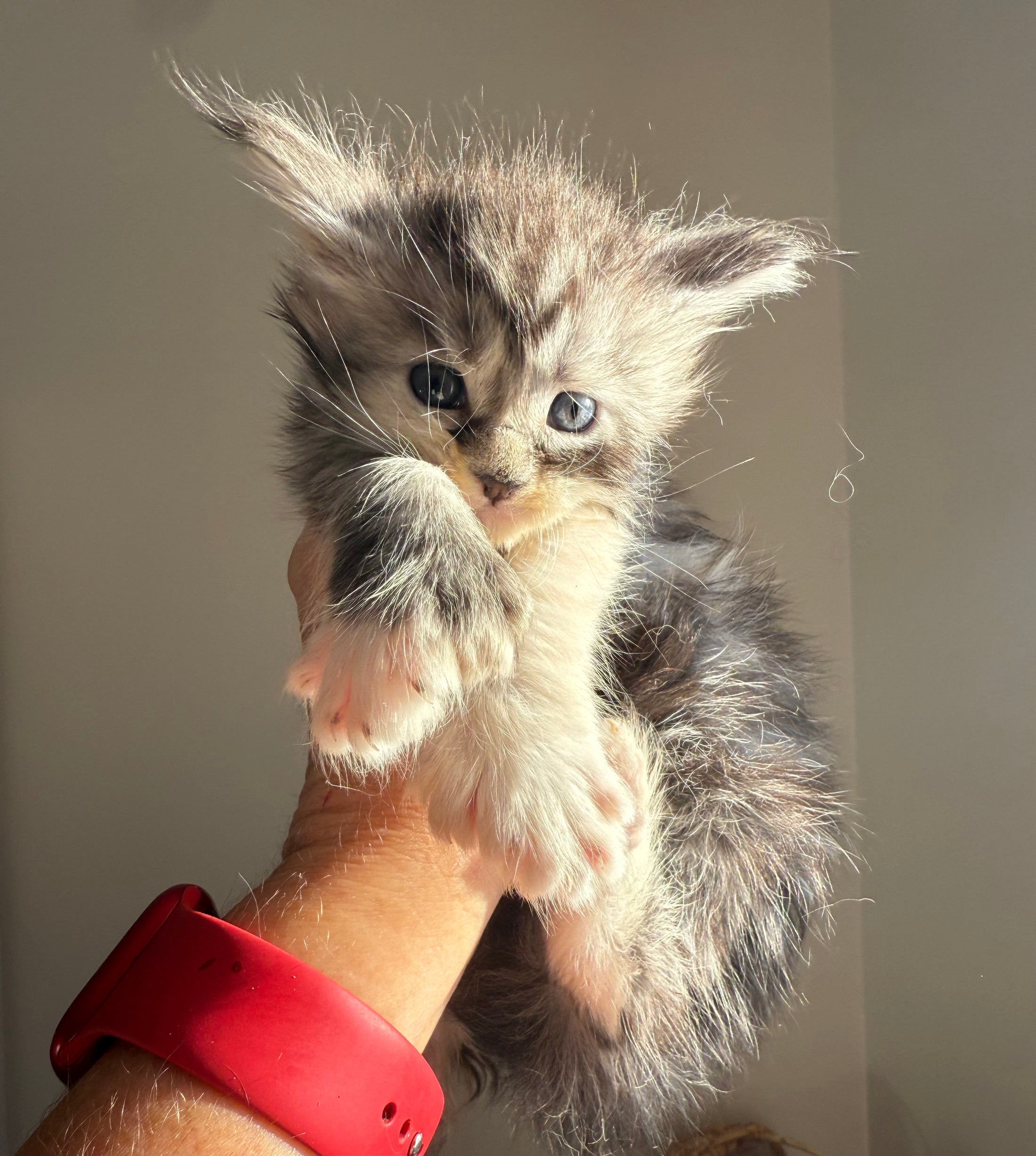 Black Silver Torbie with white Maine Coon Polydactyl female 1 - located in Ottawa area