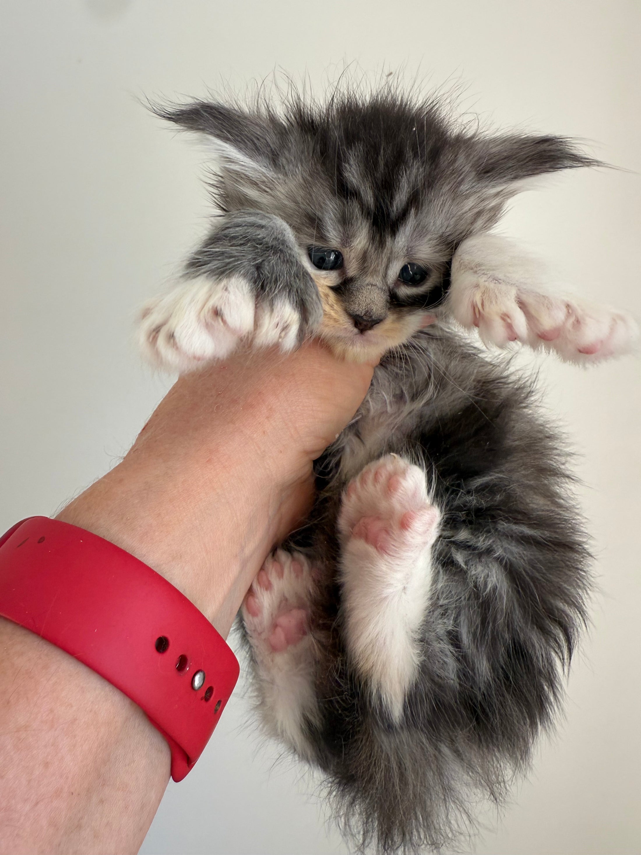 Black Silver Torbie with white Maine Coon Polydactyl female 1 - located in Ottawa area