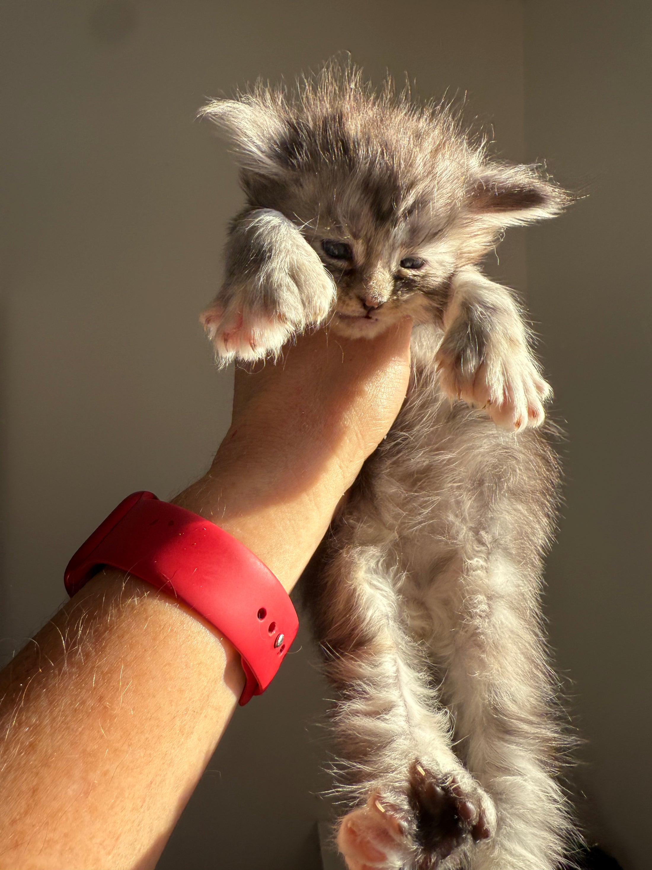 Black Silver Torbie with white Maine Coon Polydactyl female 1 - located in Ottawa area