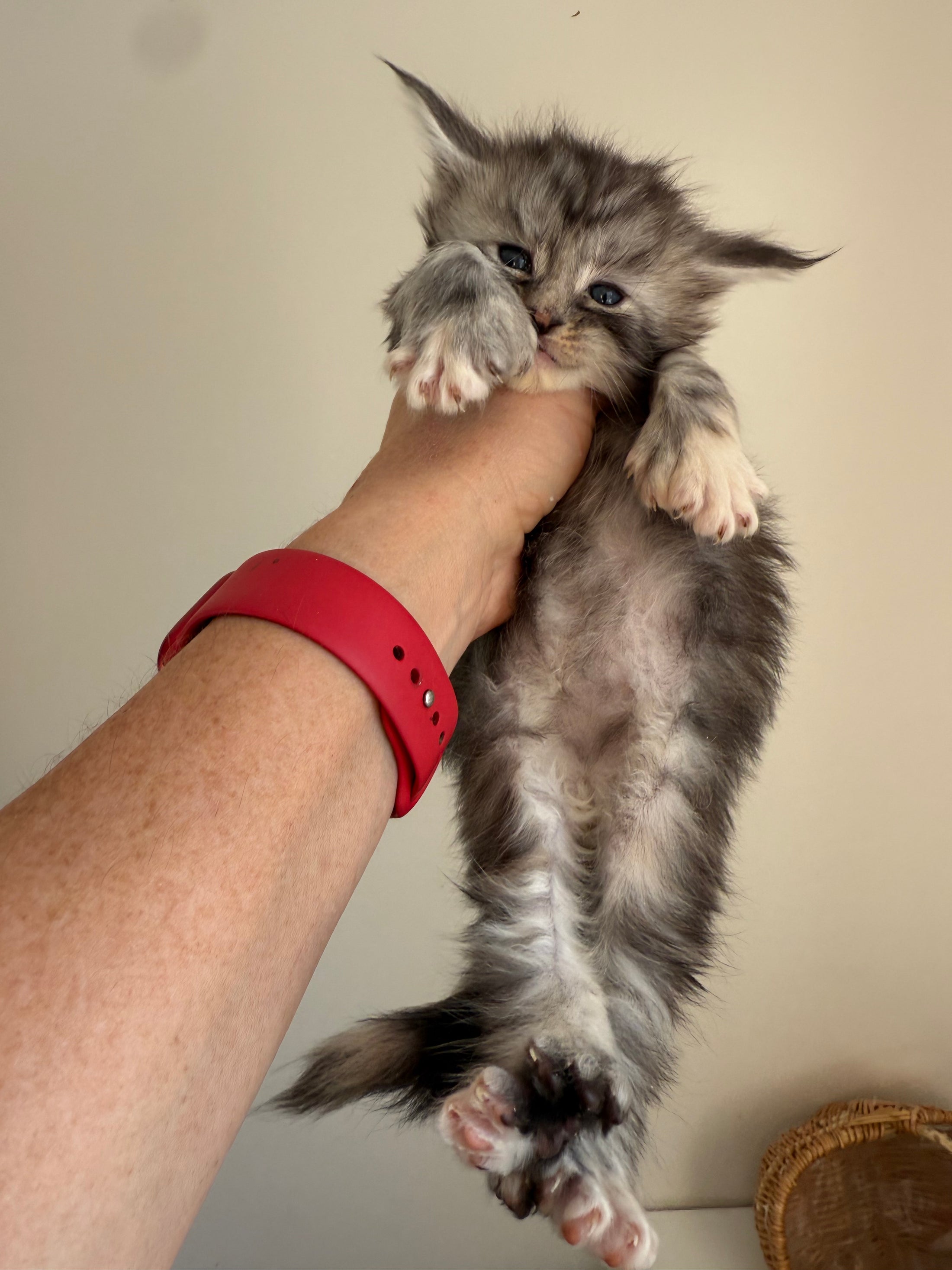 Black Silver Torbie with white Maine Coon Polydactyl female 1 - located in Ottawa area