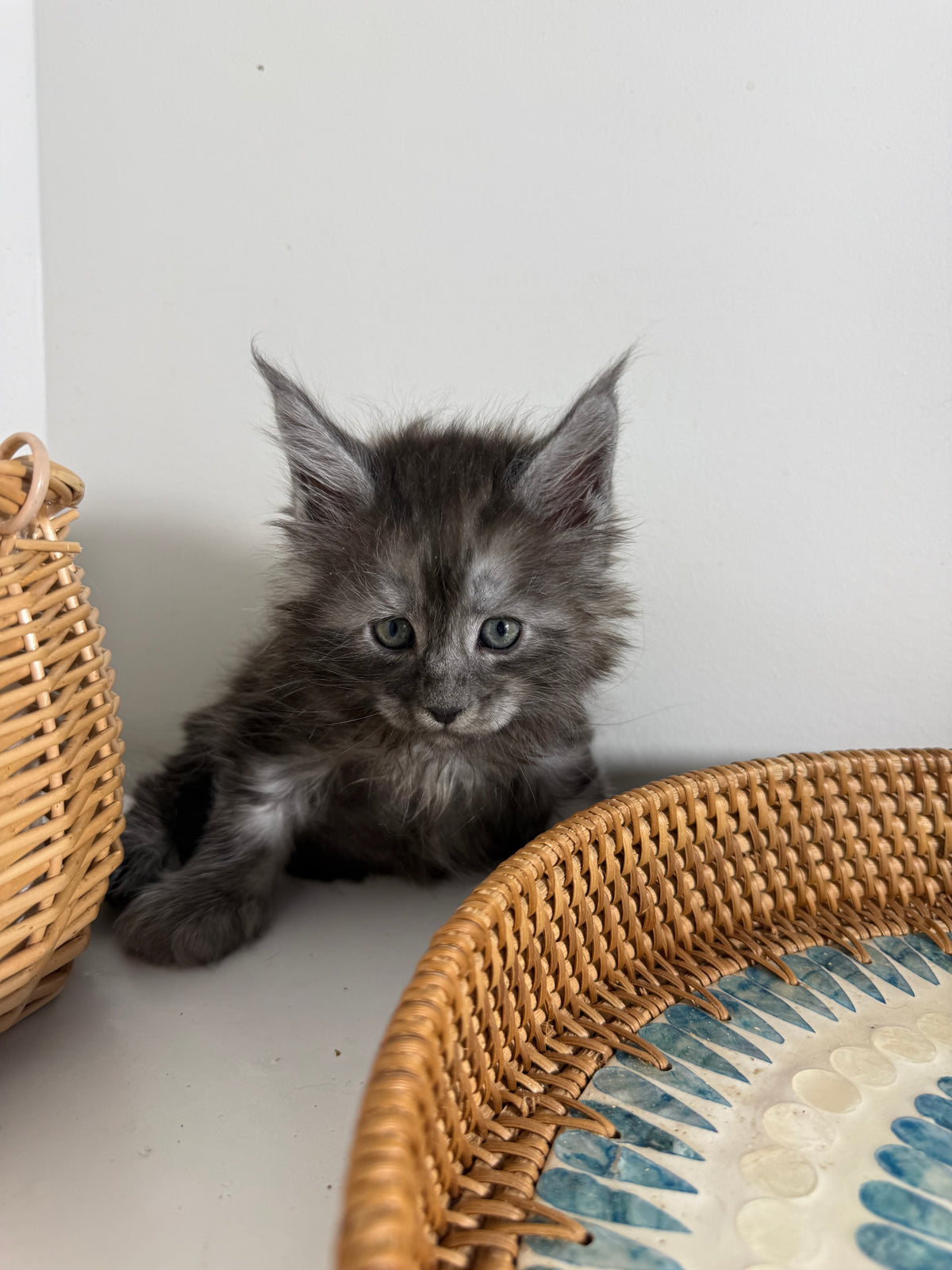 Black Smoke Maine Coon male - 1 / Located in Ottawa area