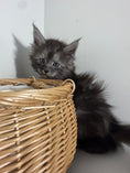 Load image into Gallery viewer, Black Smoke Maine Coon male - 1 / Located in Ottawa area
