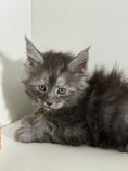 Load image into Gallery viewer, Black Smoke Maine Coon male - 1 / Located in Ottawa area
