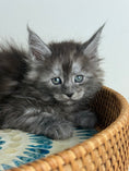 Load image into Gallery viewer, Black Smoke Maine Coon male - 1 / Located in Ottawa area
