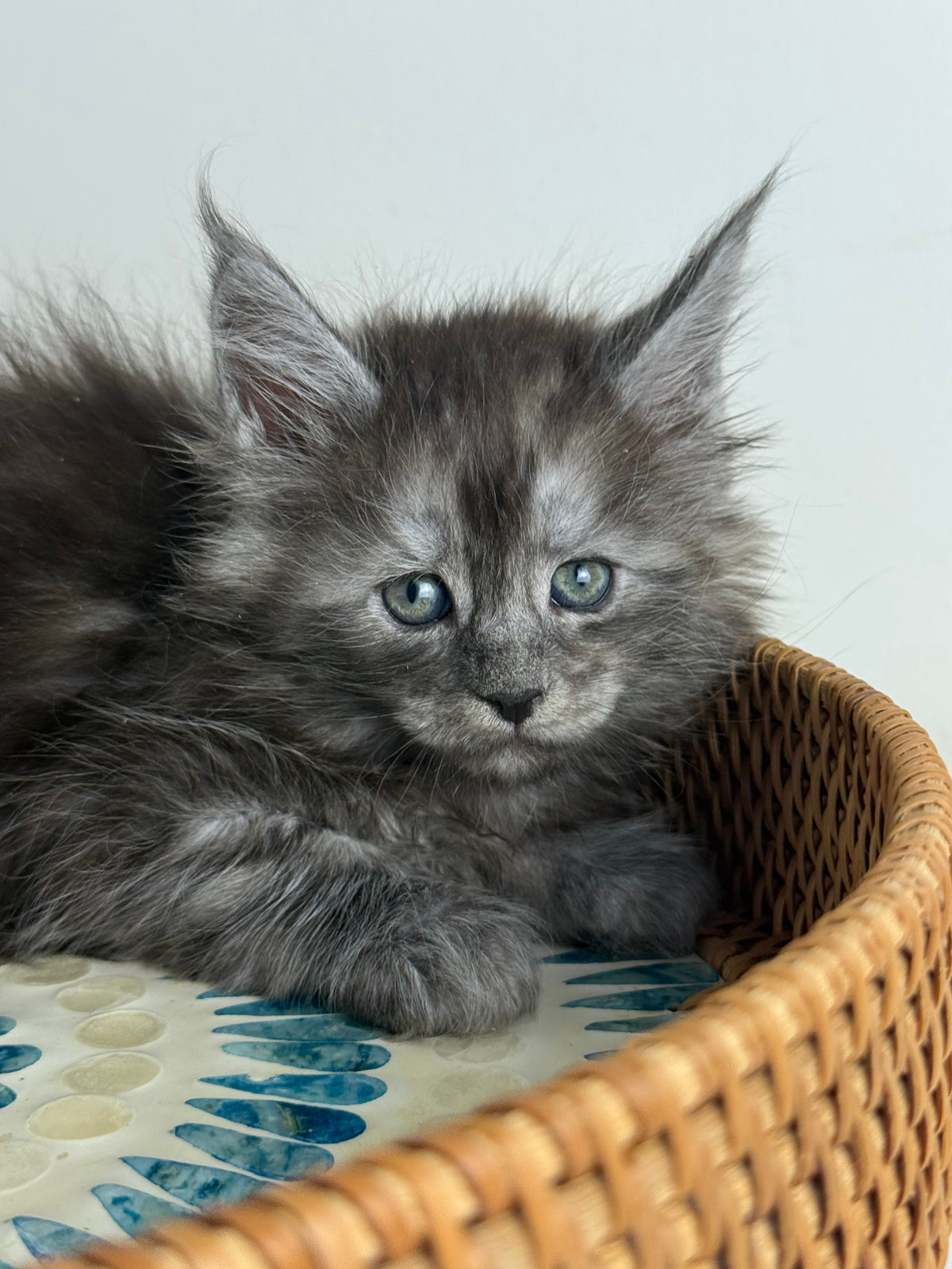 Black Smoke Maine Coon male - 1 / Located in Ottawa area