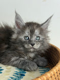 Load image into Gallery viewer, Black Smoke Maine Coon male - 1 / Located in Ottawa area
