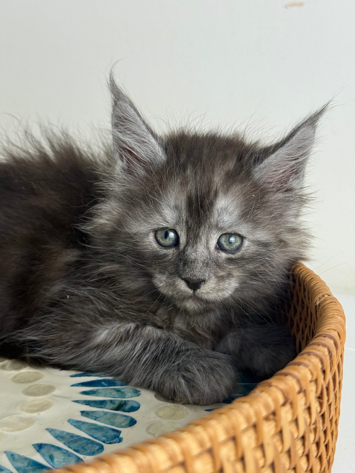 Black Smoke Maine Coon male - 1 / Located in Ottawa area