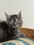 Load image into Gallery viewer, Black Smoke Maine Coon male - 1 / Located in Ottawa area
