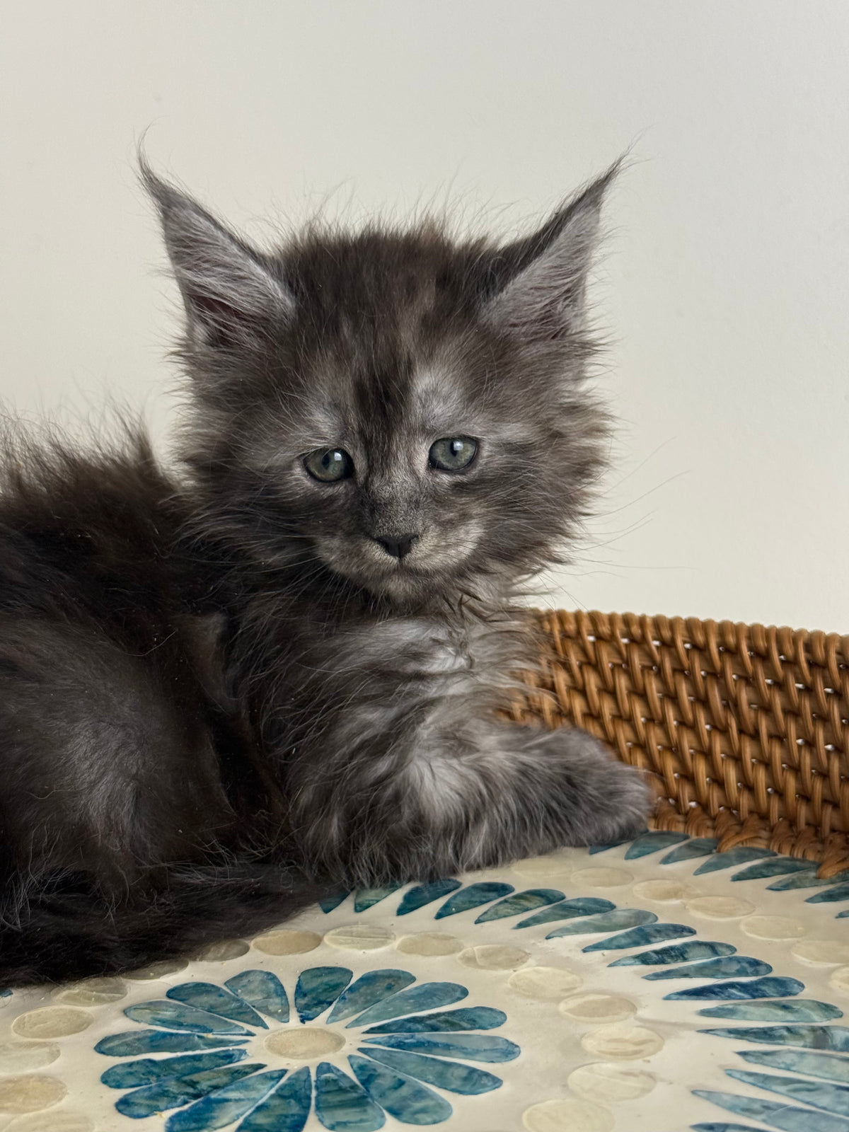Black Smoke Maine Coon male - 1 / Located in Ottawa area