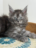 Load image into Gallery viewer, Black Smoke Maine Coon male - 1 / Located in Ottawa area
