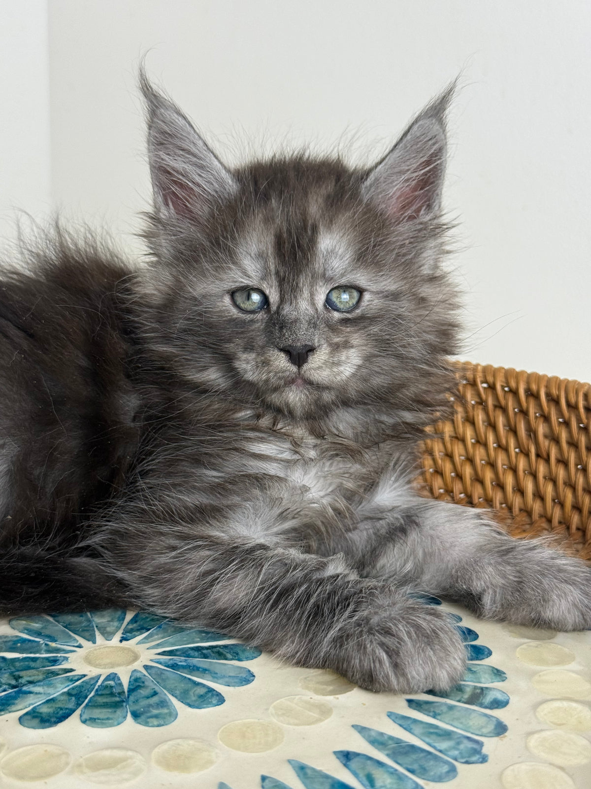 Black Smoke Maine Coon male - 1 / Located in Ottawa area