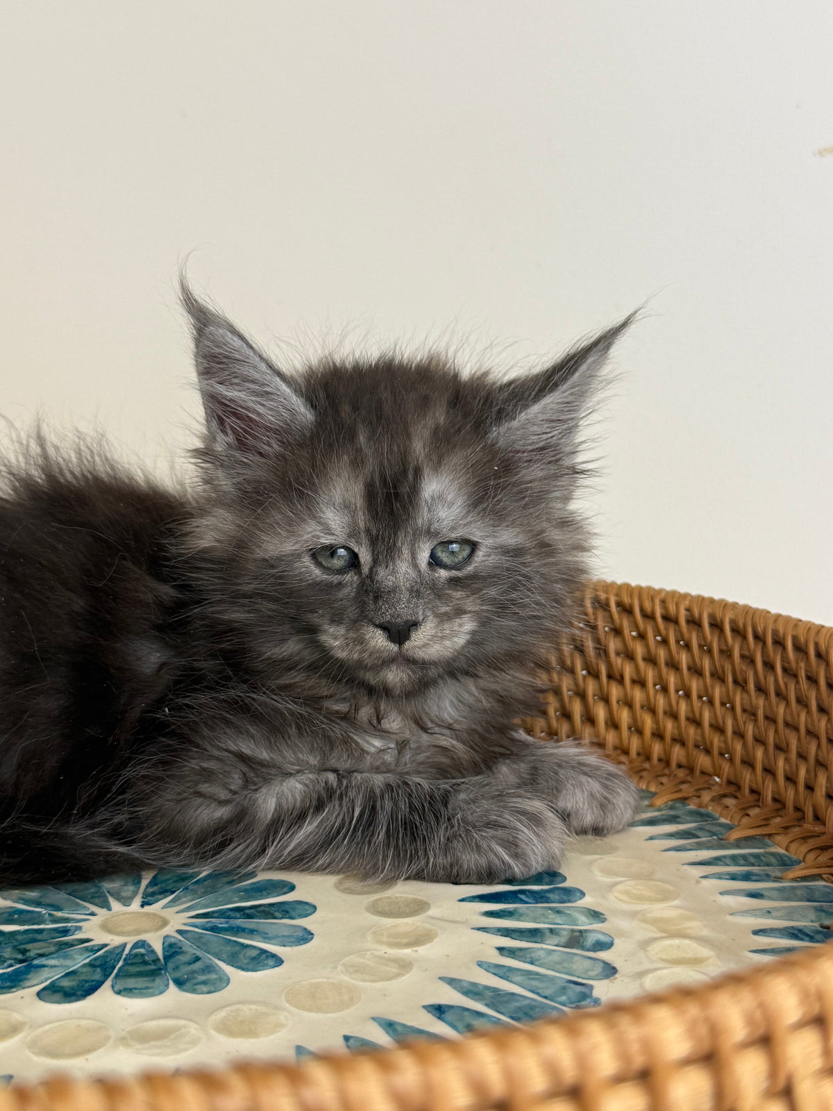 Black Smoke Maine Coon male - 1 / Located in Ottawa area