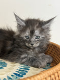 Load image into Gallery viewer, Black Smoke Maine Coon male - 1 / Located in Ottawa area
