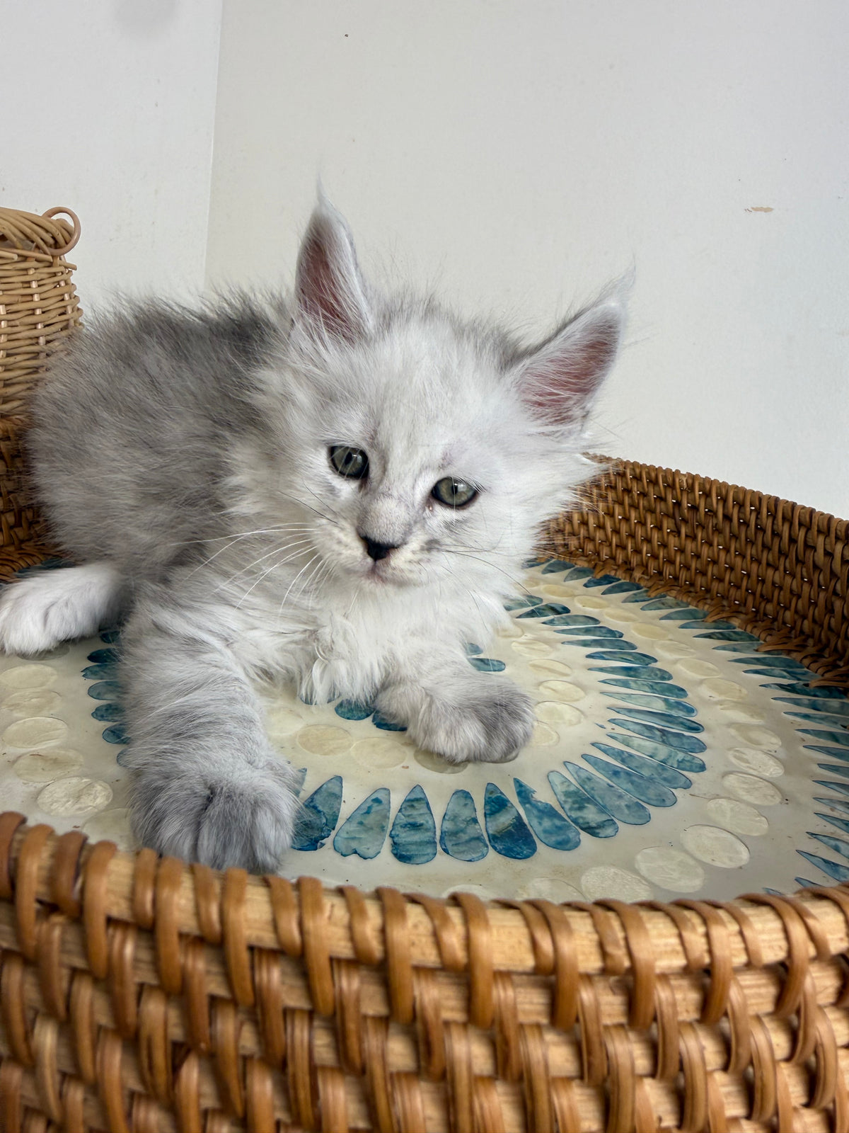 Black Silver Shaded Maine Coon male - 1 / Located in Ottawa area