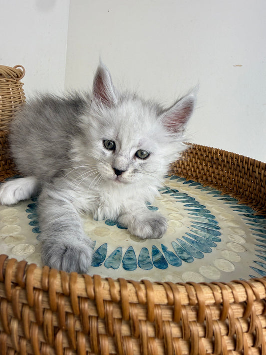 Black Silver Shaded Maine Coon male - 1 / Located in Ottawa area