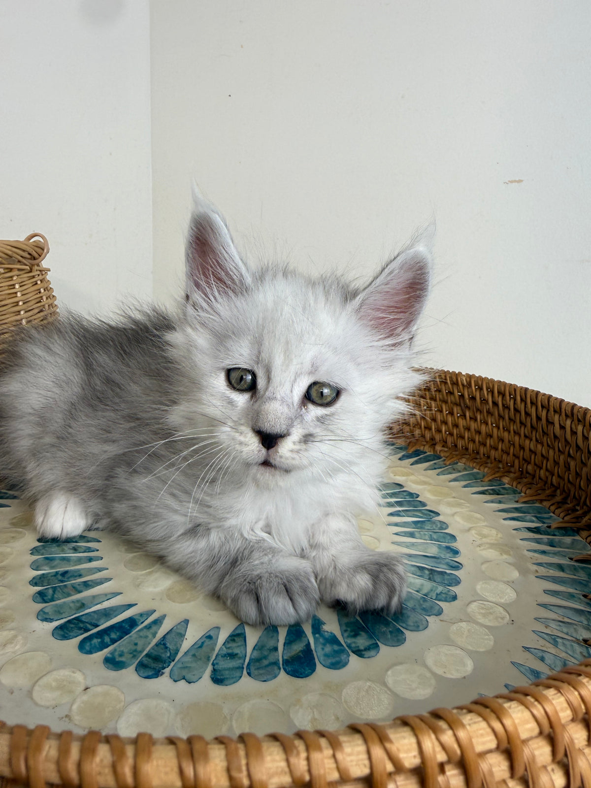 Black Silver Shaded Maine Coon male - 1 / Located in Ottawa area