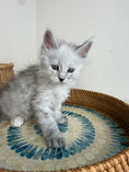 Load image into Gallery viewer, Black Silver Shaded Maine Coon male - 1 / Located in Ottawa area
