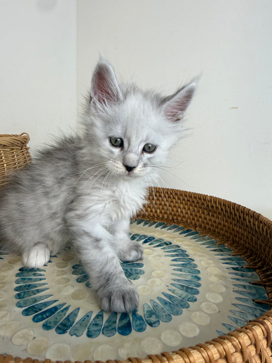 Black Silver Shaded Maine Coon male - 1 / Located in Ottawa area