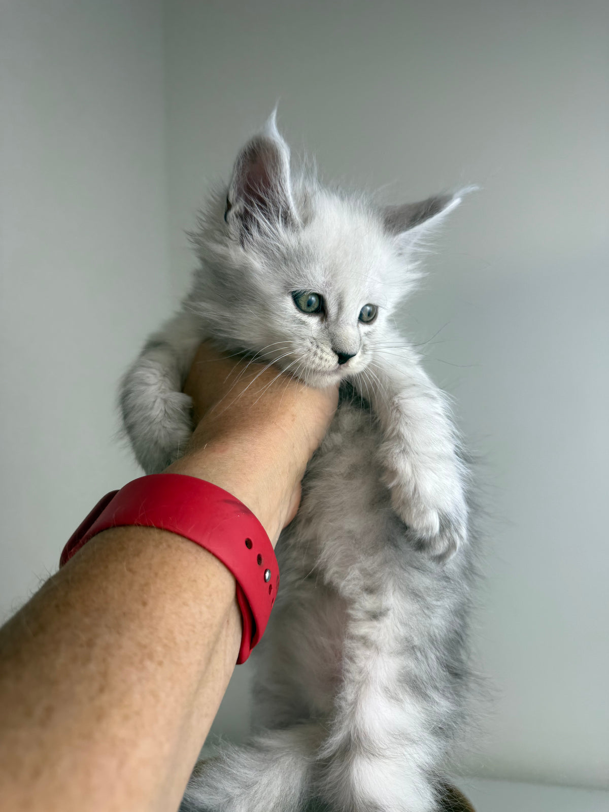 Black Silver Shaded Maine Coon male - 1 / Located in Ottawa area