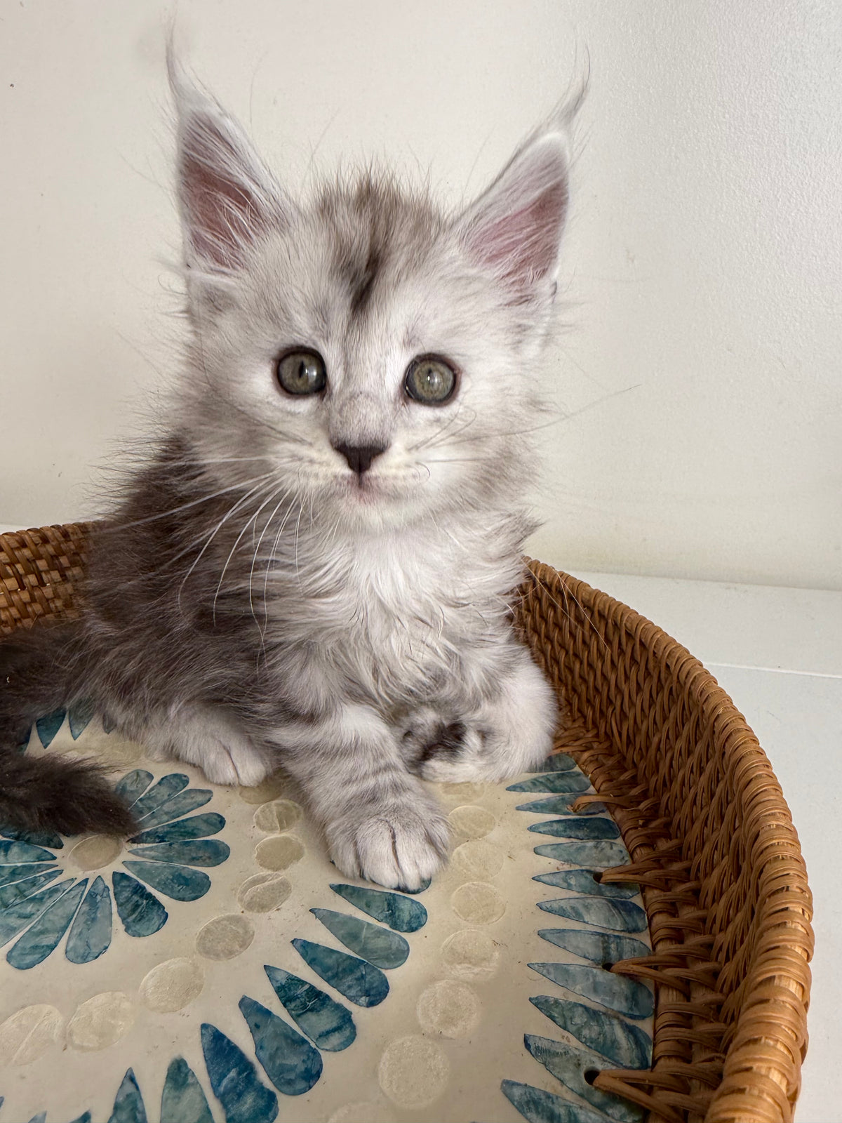 Black Silver Maine Coon male - 1 / Located in Ottawa area
