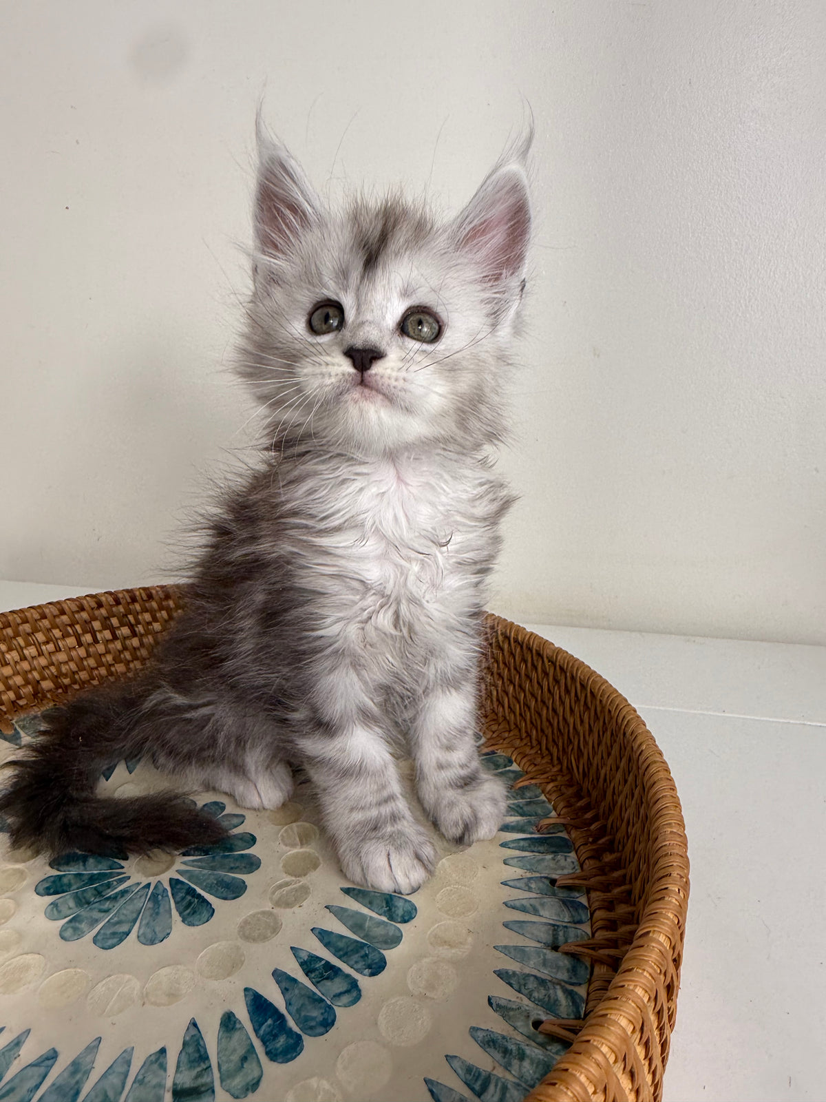 Black Silver Maine Coon male - 1 / Located in Ottawa area