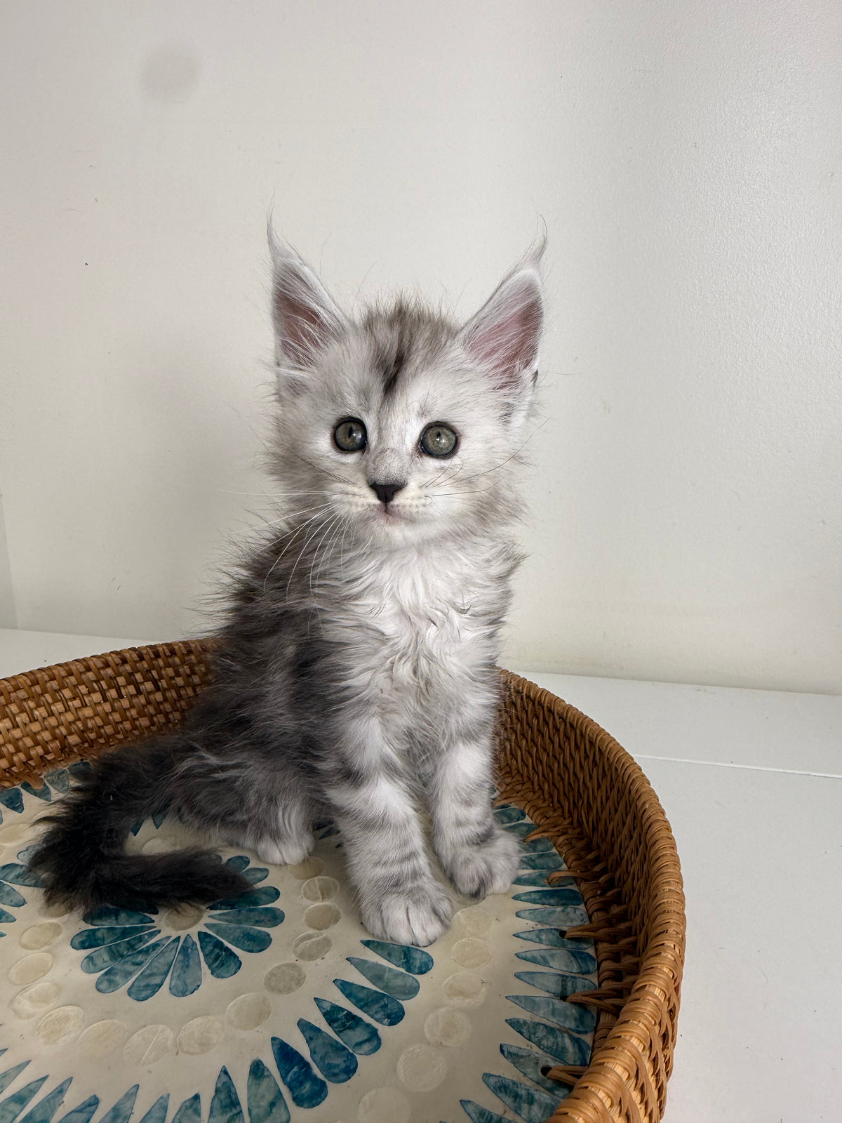 Black Silver Maine Coon male - 1 / Located in Ottawa area