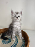 Load image into Gallery viewer, Black Silver Maine Coon male - 1 / Located in Ottawa area
