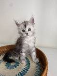 Load image into Gallery viewer, Black Silver Maine Coon male - 1 / Located in Ottawa area
