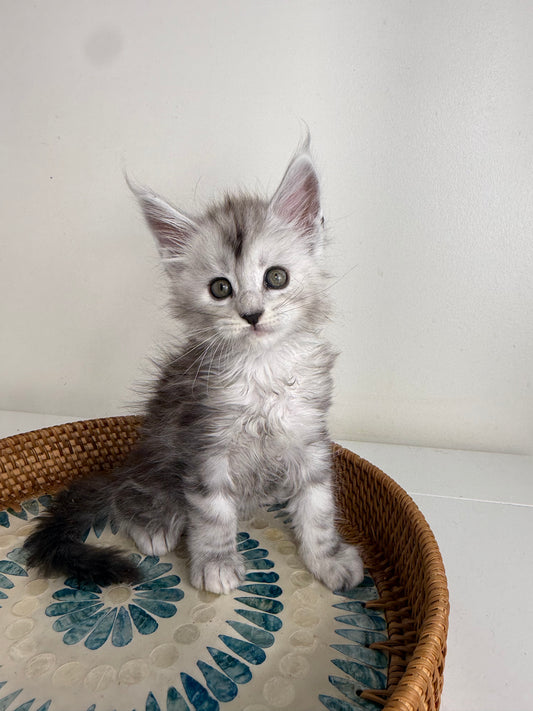 Black Silver Maine Coon male - 1 / Located in Ottawa area