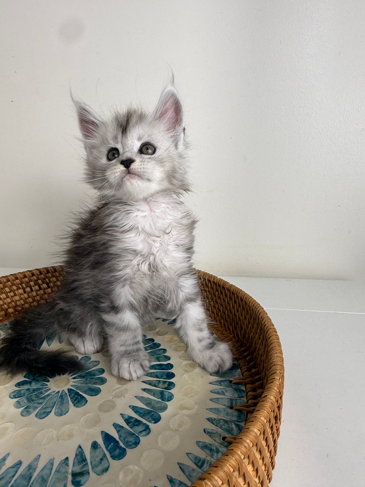 Black Silver Maine Coon male - 1 / Located in Ottawa area
