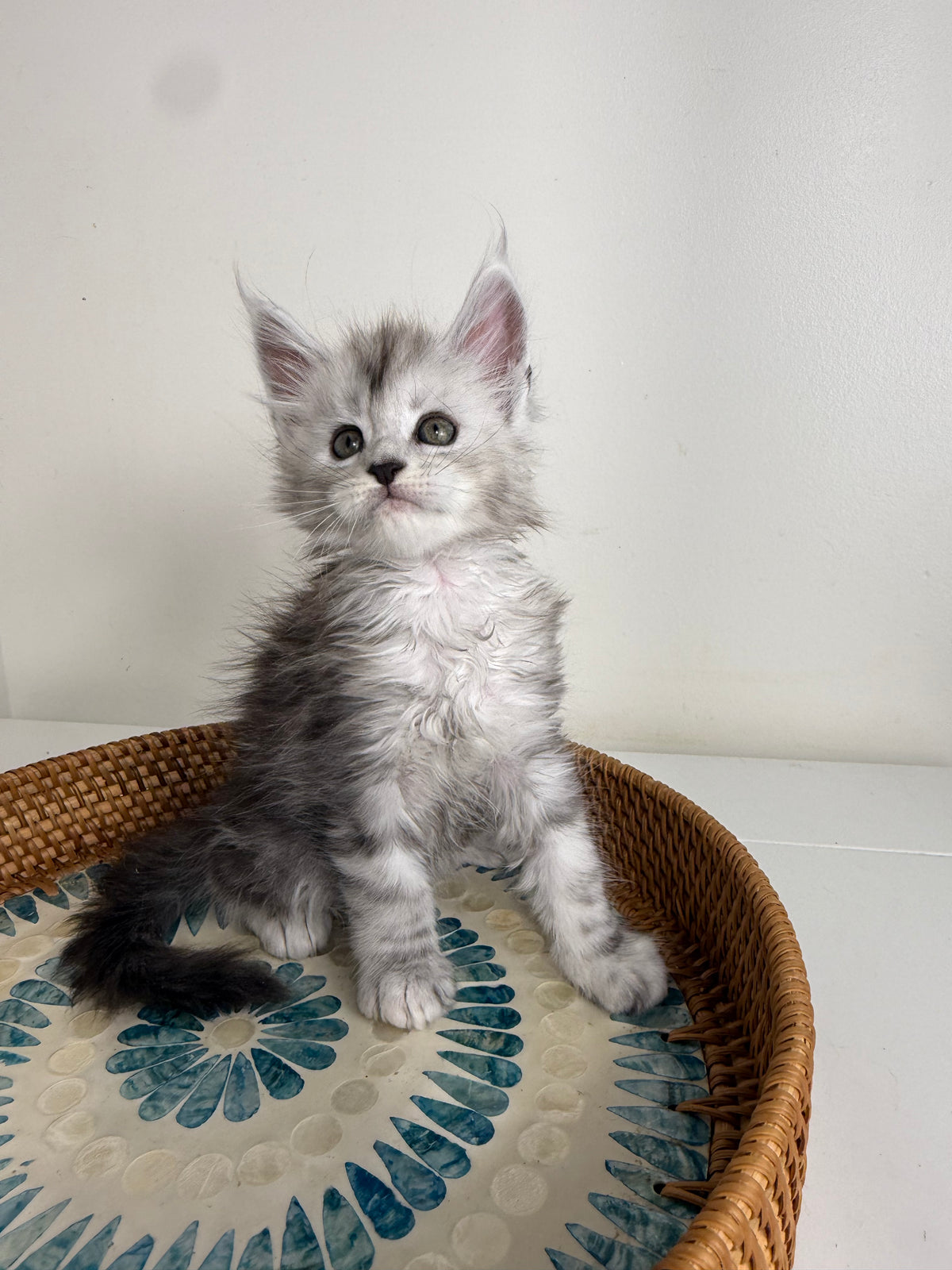 Black Silver Maine Coon male - 1 / Located in Ottawa area