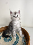Load image into Gallery viewer, Black Silver Maine Coon male - 1 / Located in Ottawa area
