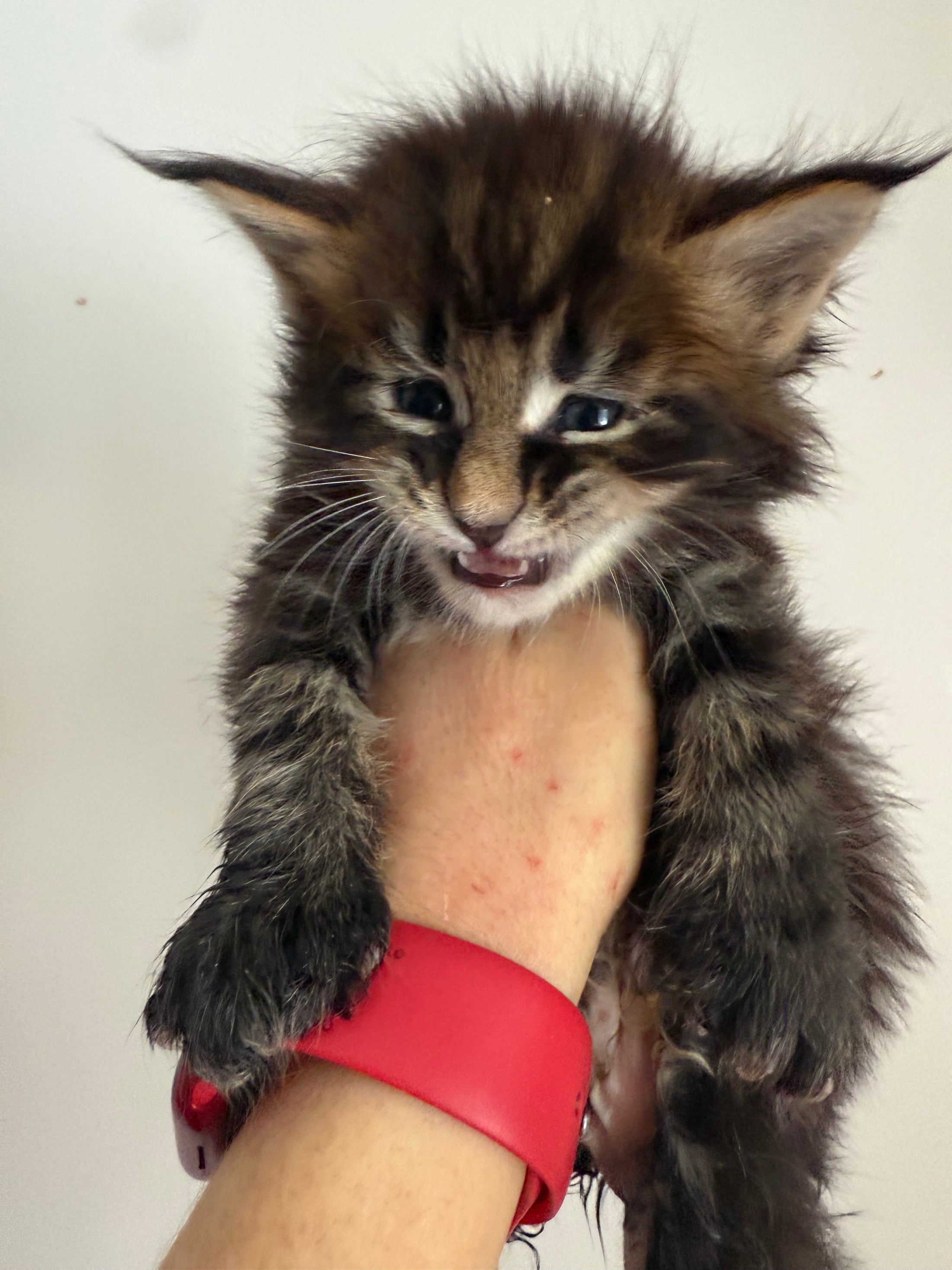 Black Marble Maine Coon Polydactyl male / Located in Ottawa area