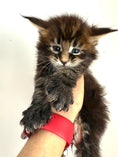 Load image into Gallery viewer, Black Marble Maine Coon Polydactyl male / Located in Ottawa area

