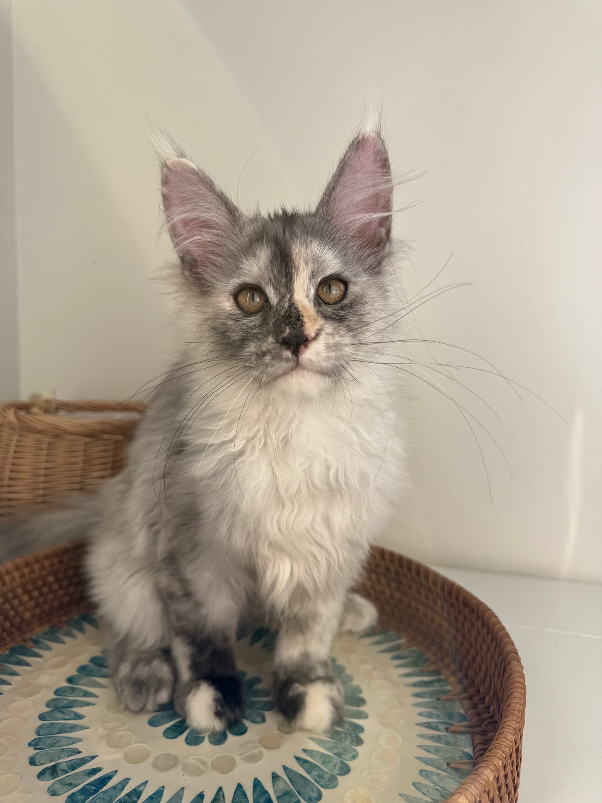Silver Tortie Maine Coon female - 2 / Located in Ottawa area