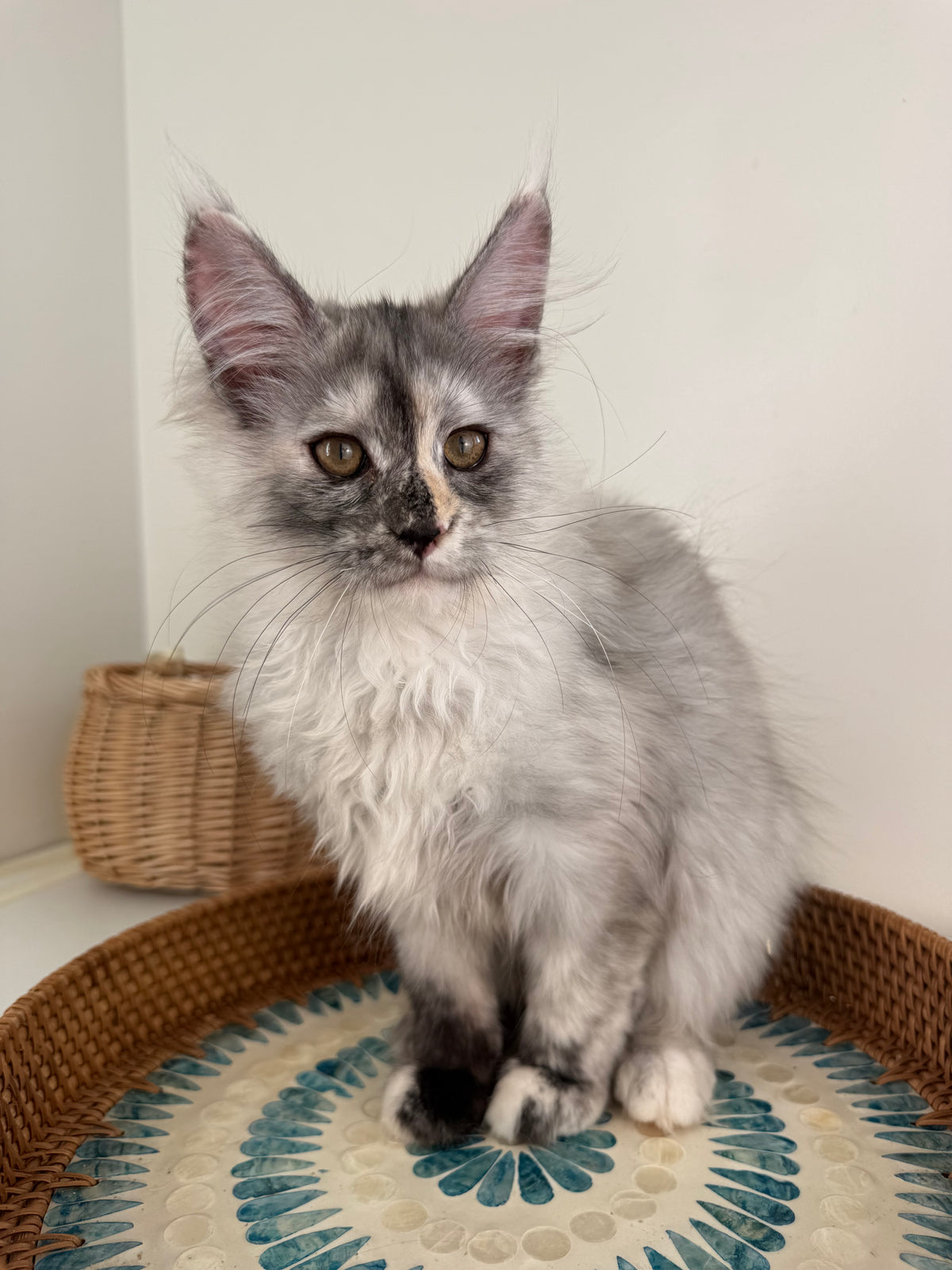 Silver Tortie Maine Coon female - 2 / Located in Ottawa area