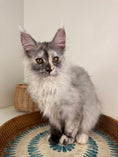 Load image into Gallery viewer, Silver Tortie Maine Coon female - 2 / Located in Ottawa area
