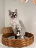 Load image into Gallery viewer, Silver Tortie Maine Coon female - 2 / Located in Ottawa area

