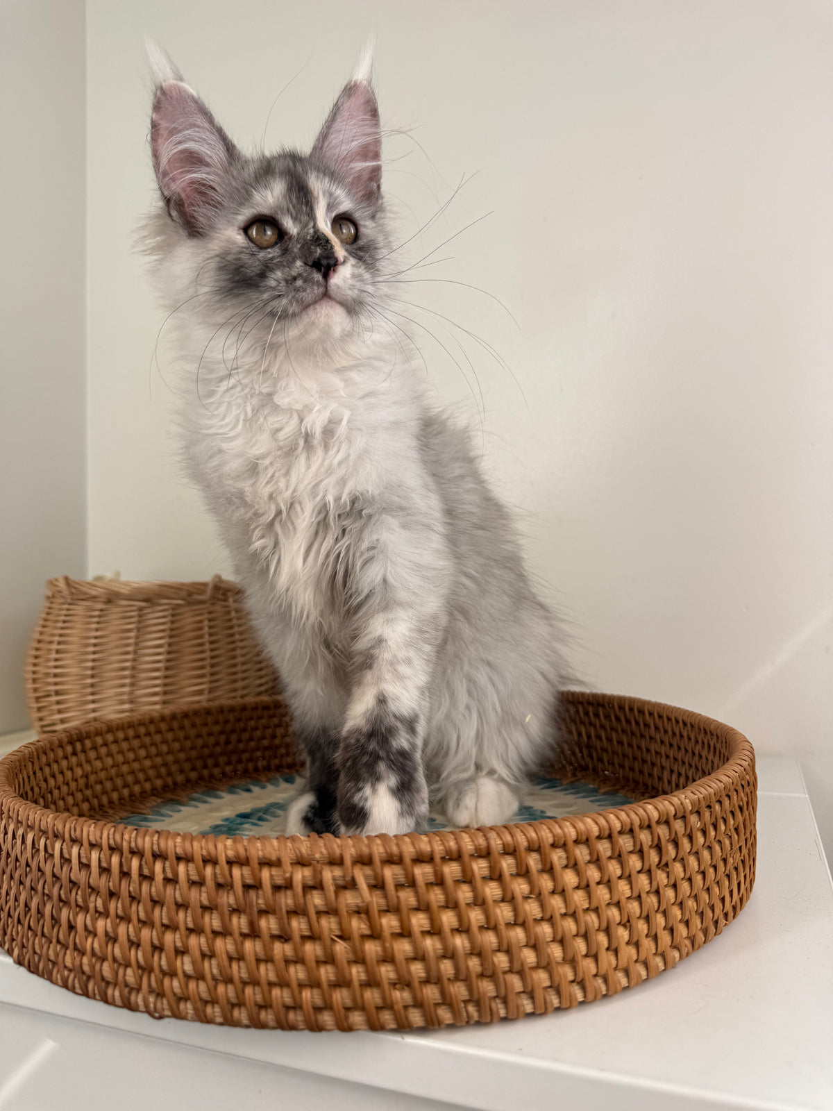 Silver Tortie Maine Coon female - 2 / Located in Ottawa area