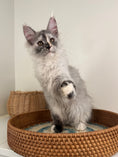 Load image into Gallery viewer, Silver Tortie Maine Coon female - 2 / Located in Ottawa area
