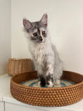 Load image into Gallery viewer, Silver Tortie Maine Coon female - 2 / Located in Ottawa area
