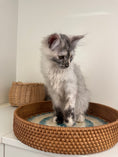 Load image into Gallery viewer, Silver Tortie Maine Coon female - 2 / Located in Ottawa area
